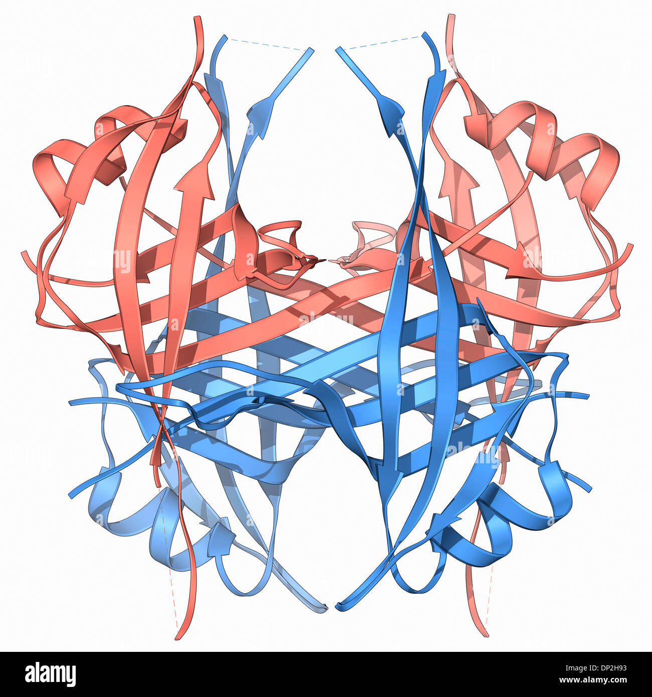 Single stranded DNA-bindendes protein Stockfoto
