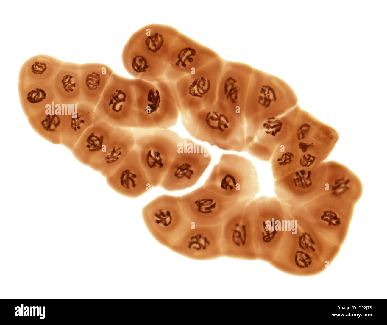 Riesige Chromosomen, leichte Schliffbild Stockfoto