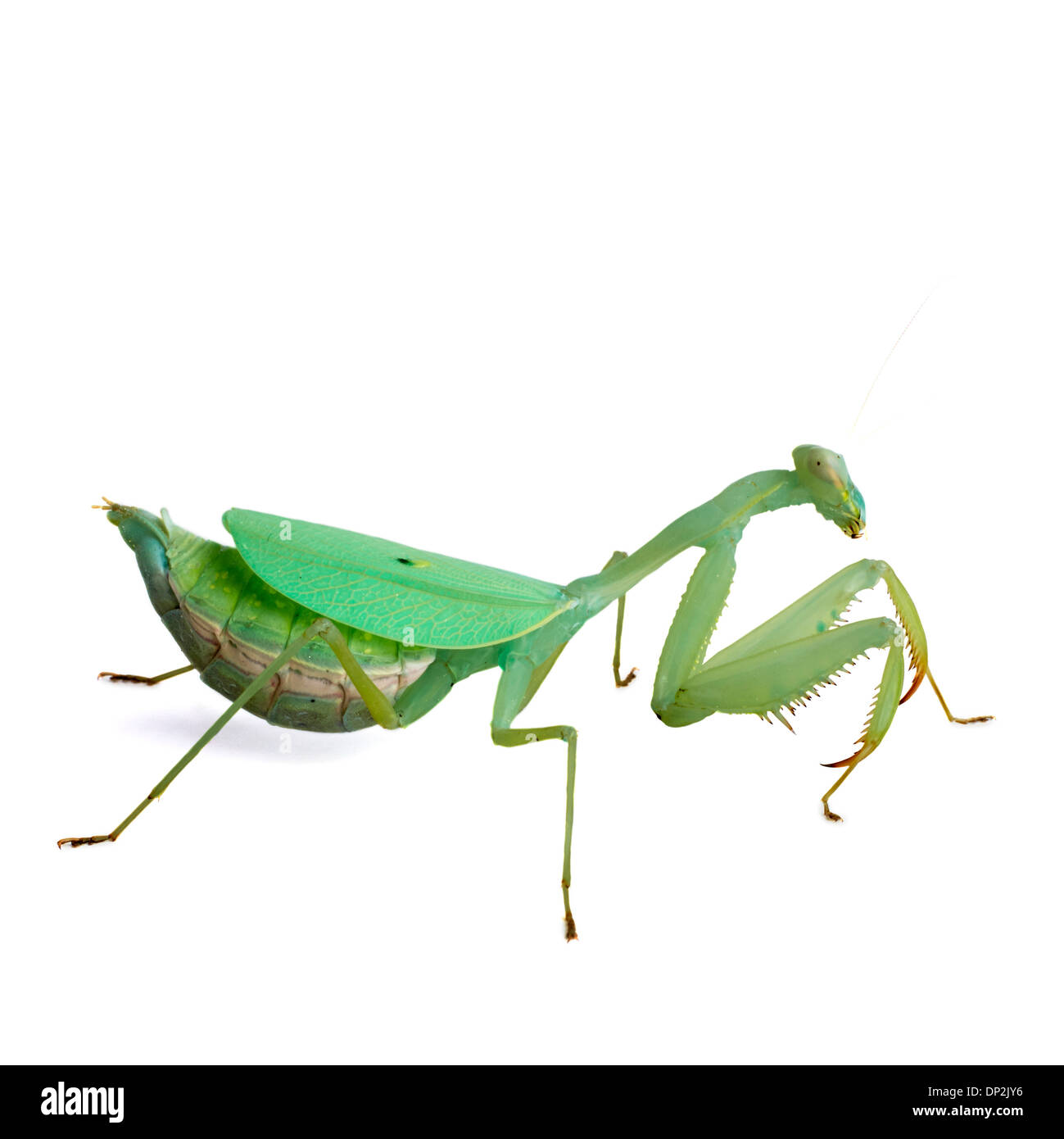 Praying mantis Stockfoto