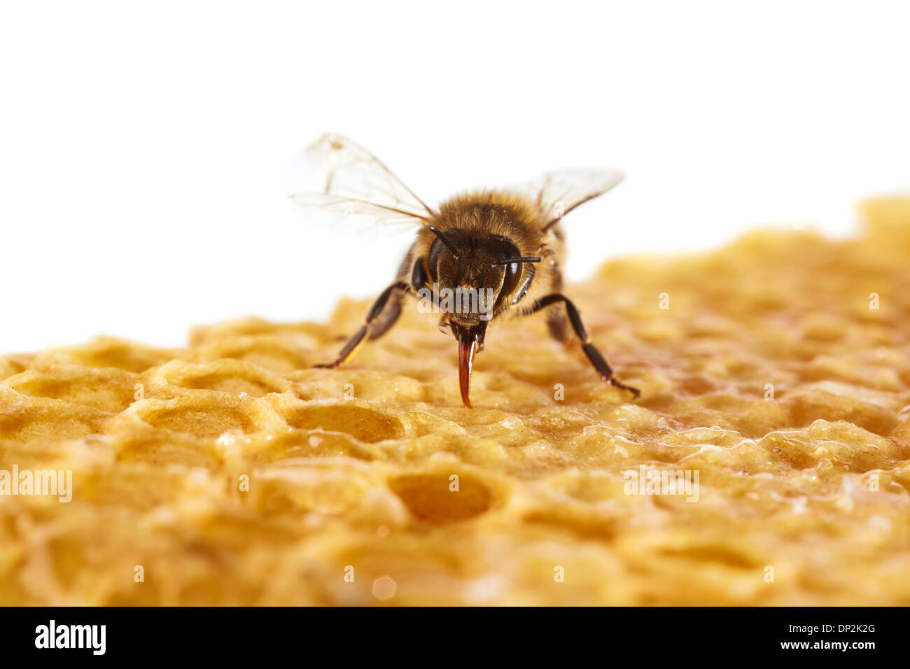 Honigbiene auf Waben Stockfoto