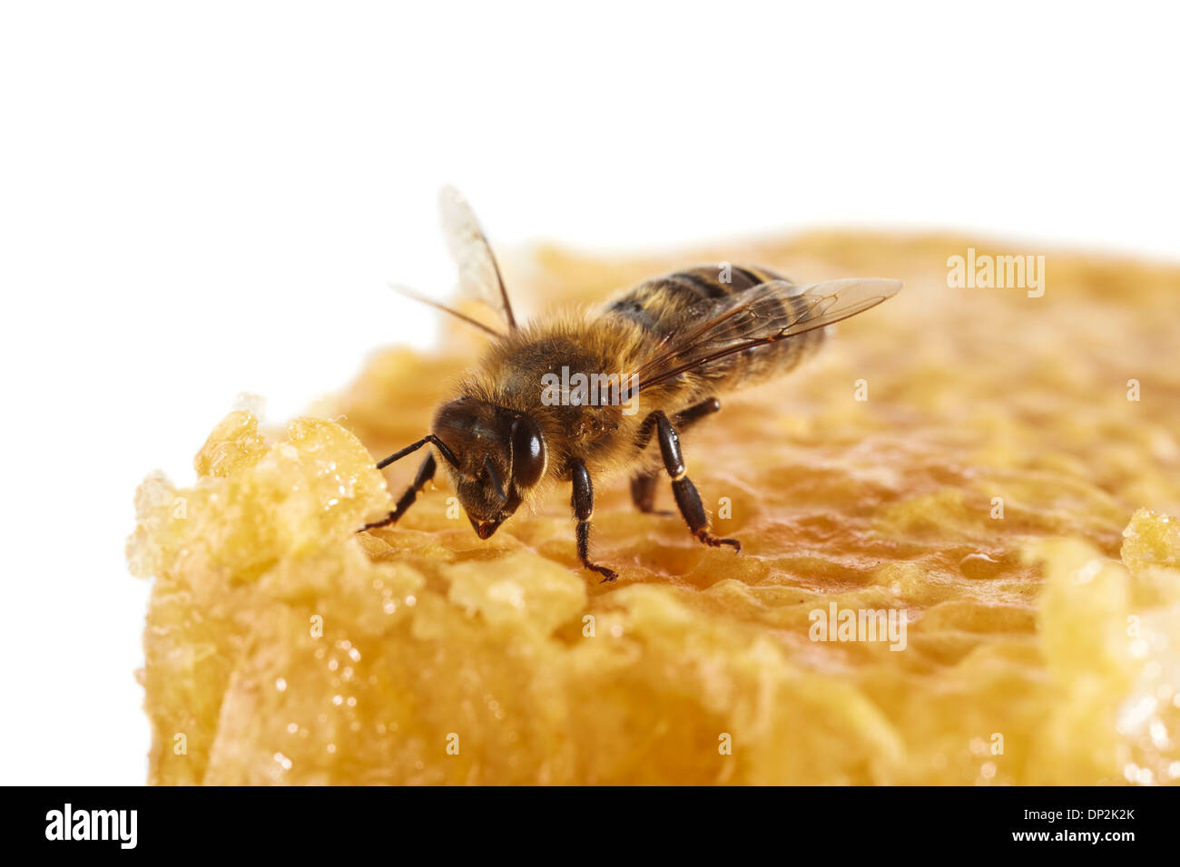Honigbiene auf Waben Stockfoto