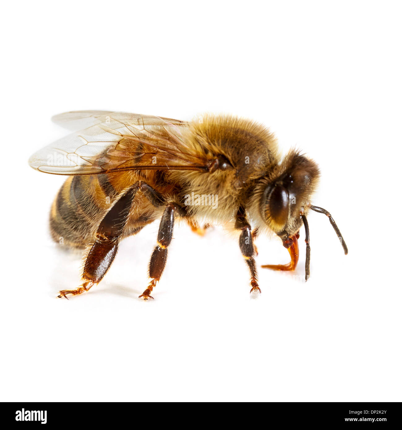 Honigbiene Stockfoto