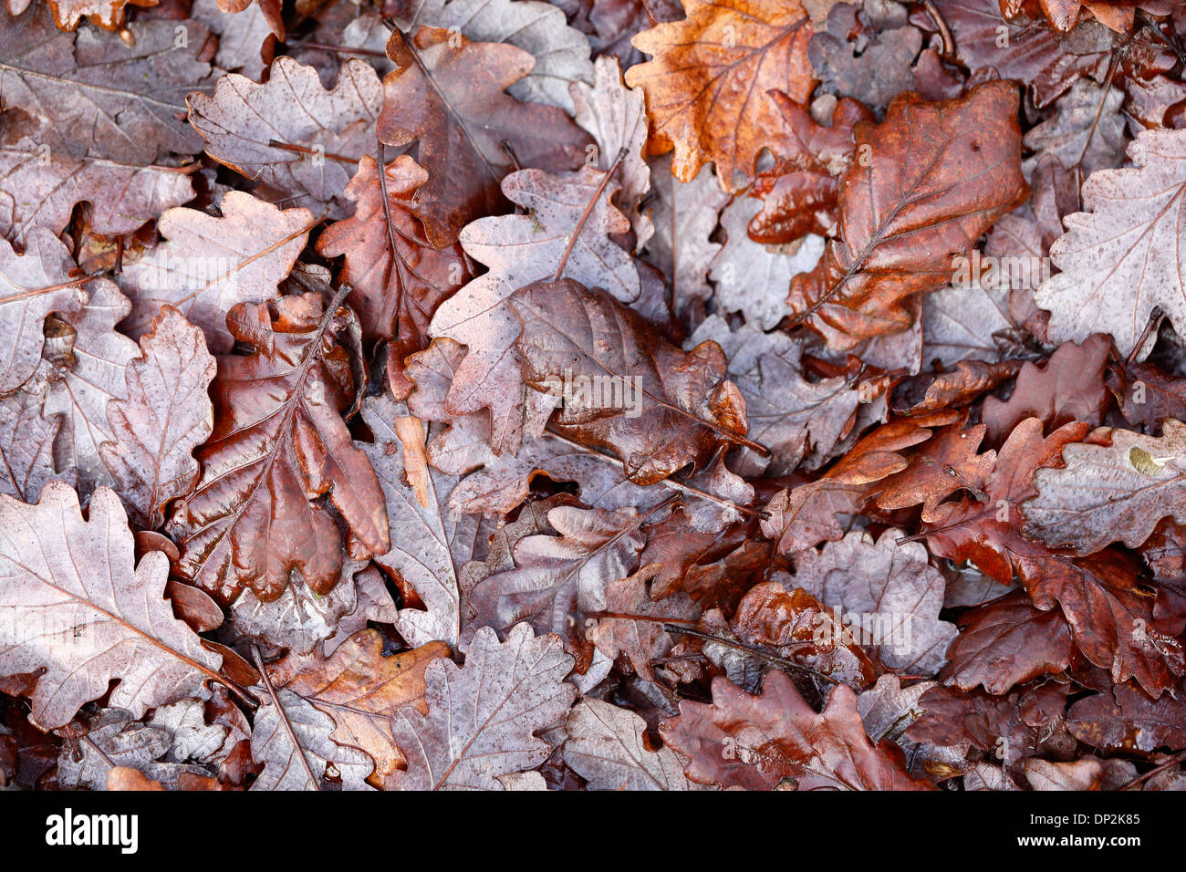 Blätter dick auf dem Boden in einem walisischen Wäldern liegen. Stockfoto