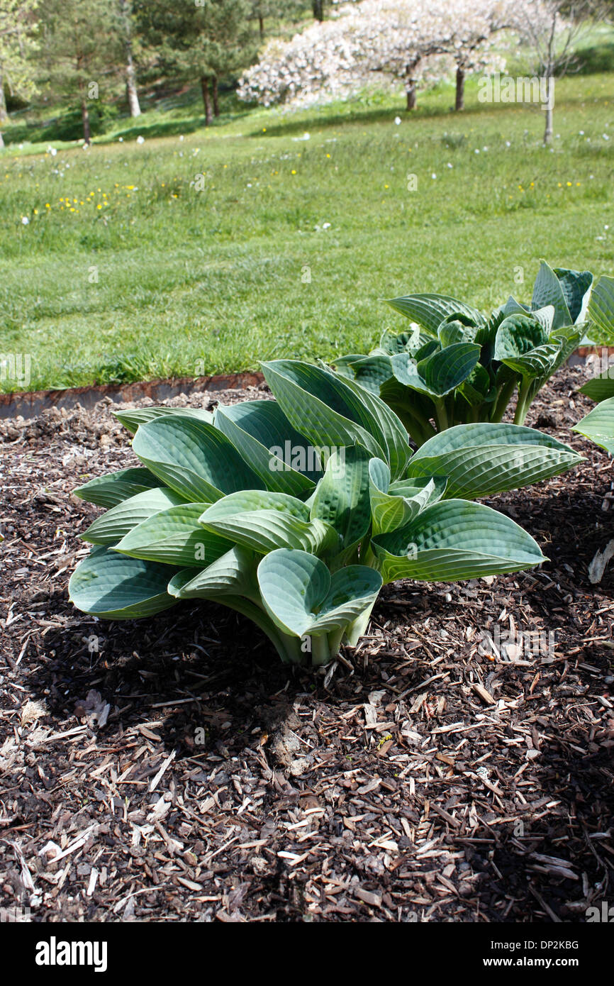 BIG DADDY HOSTA. WEGERICH-LILIE. Stockfoto