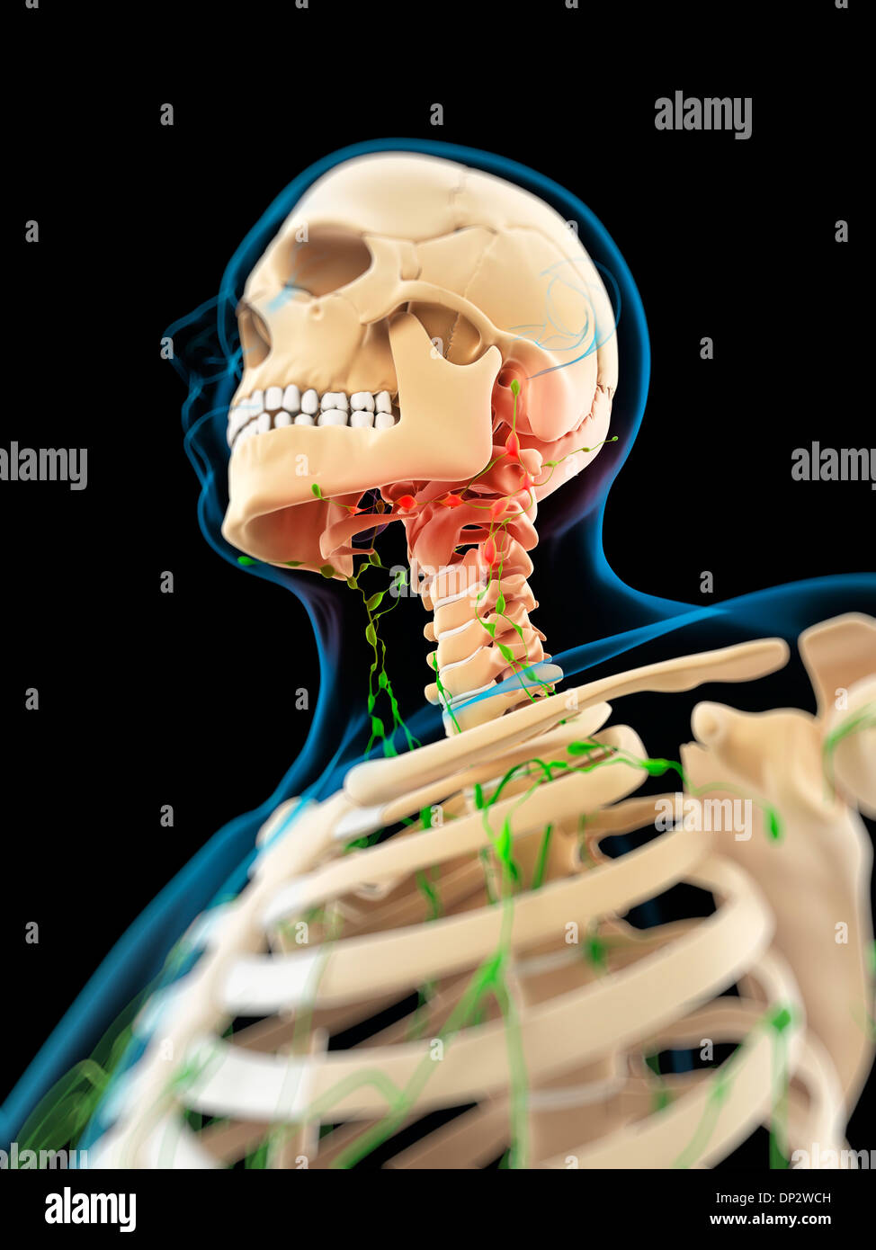 Lymphknoten kopf -Fotos und -Bildmaterial in hoher Auflösung – Alamy
