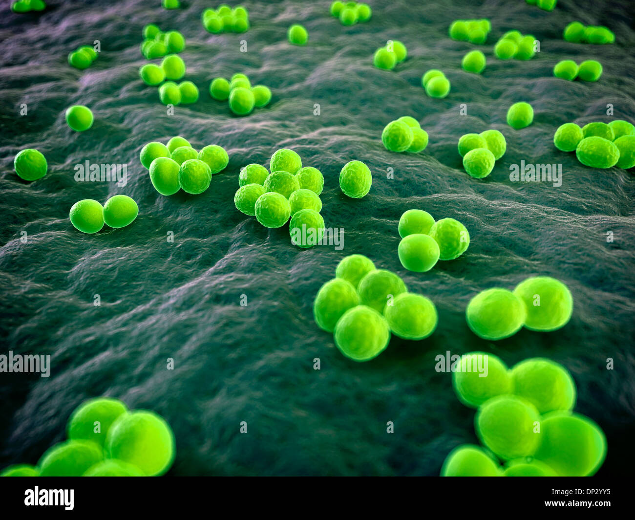MRSA-Bakterien, artwork Stockfoto
