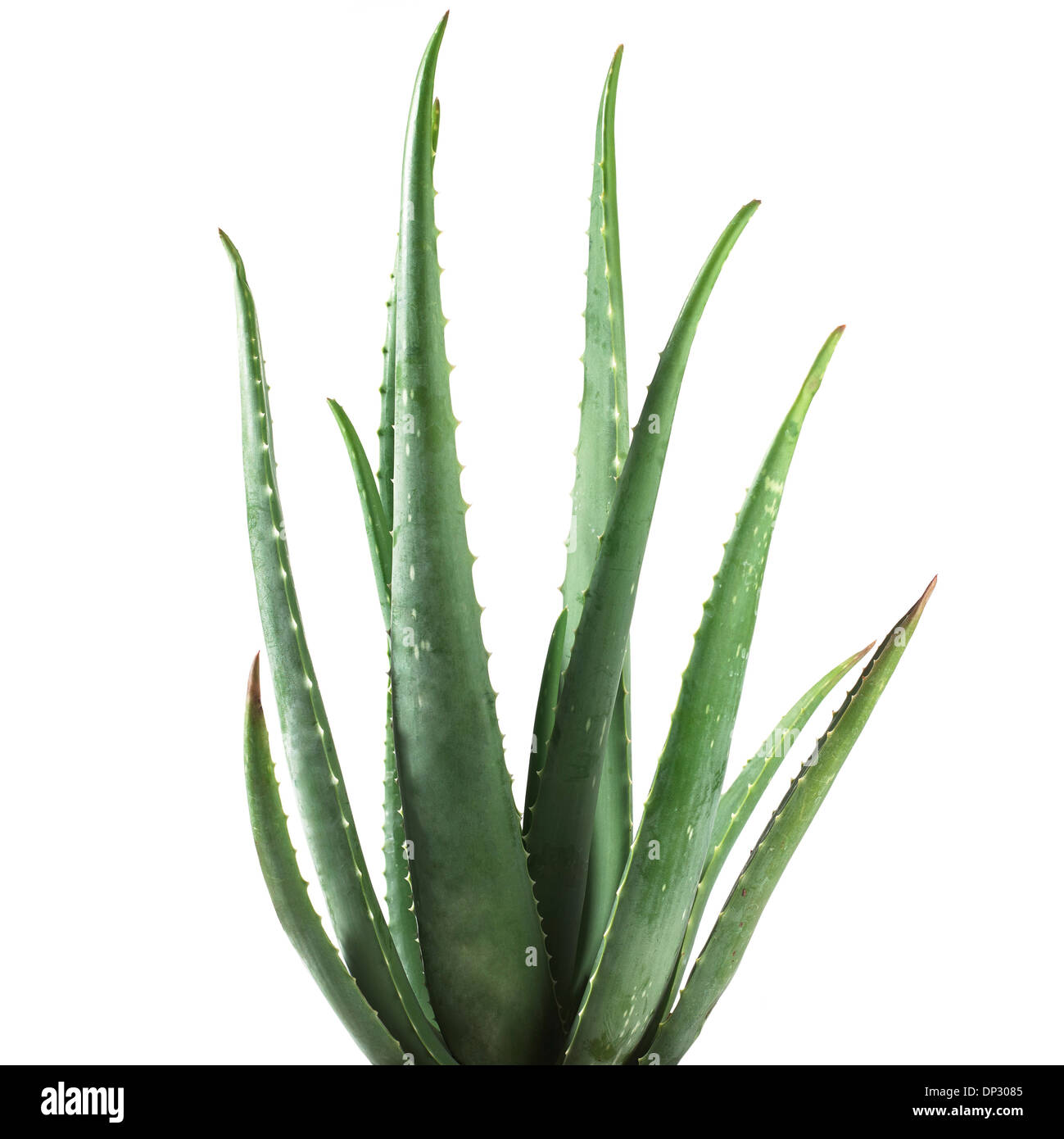 Aloe Vera Pflanze Stockfoto