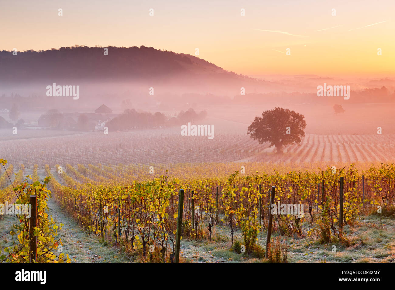 Tief liegende Nebel schwebt über Herbst Trauben Reben an Denbies Wine Estate Stockfoto