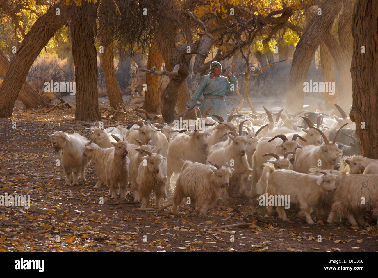 Mongolische Frau hüten Ziegen, Ejina Qi, Innere Mongolei, China Stockfoto