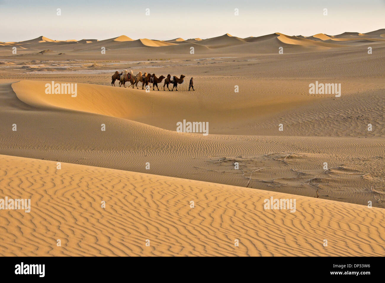 Mann an der Spitze baktrischen Kamelen durch die Wüste Gobi, Innere Mongolei, China Stockfoto