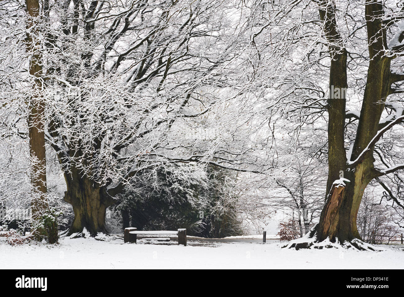 Winterliche Szene mit Schnee bedeckt Buche Bäume am Box Hill in Surrey Stockfoto