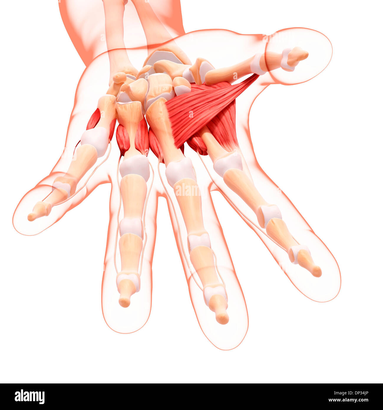 Menschliche Hand Muskulatur, artwork Stockfoto