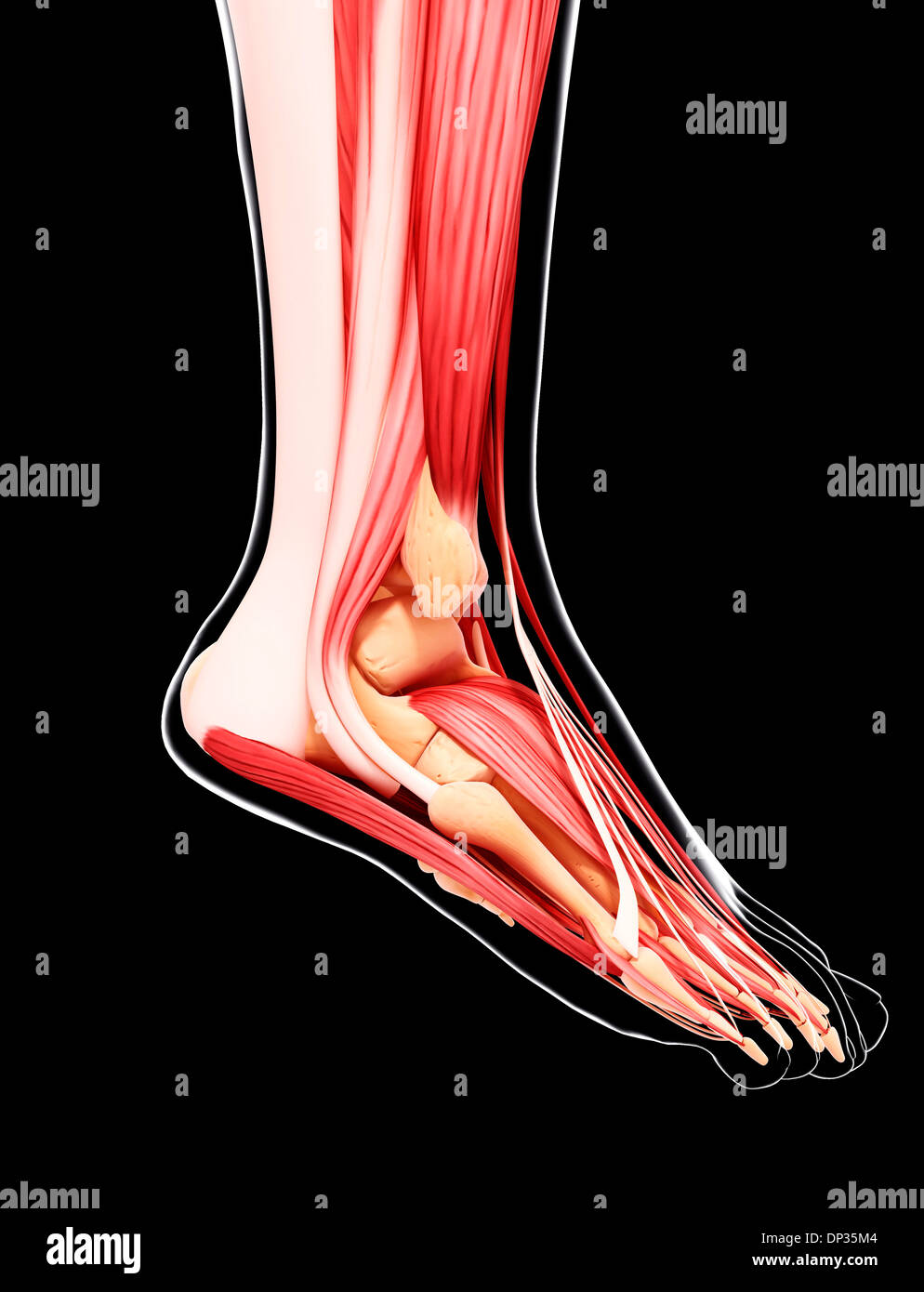 Menschliches Beinmuskulatur, artwork Stockfoto