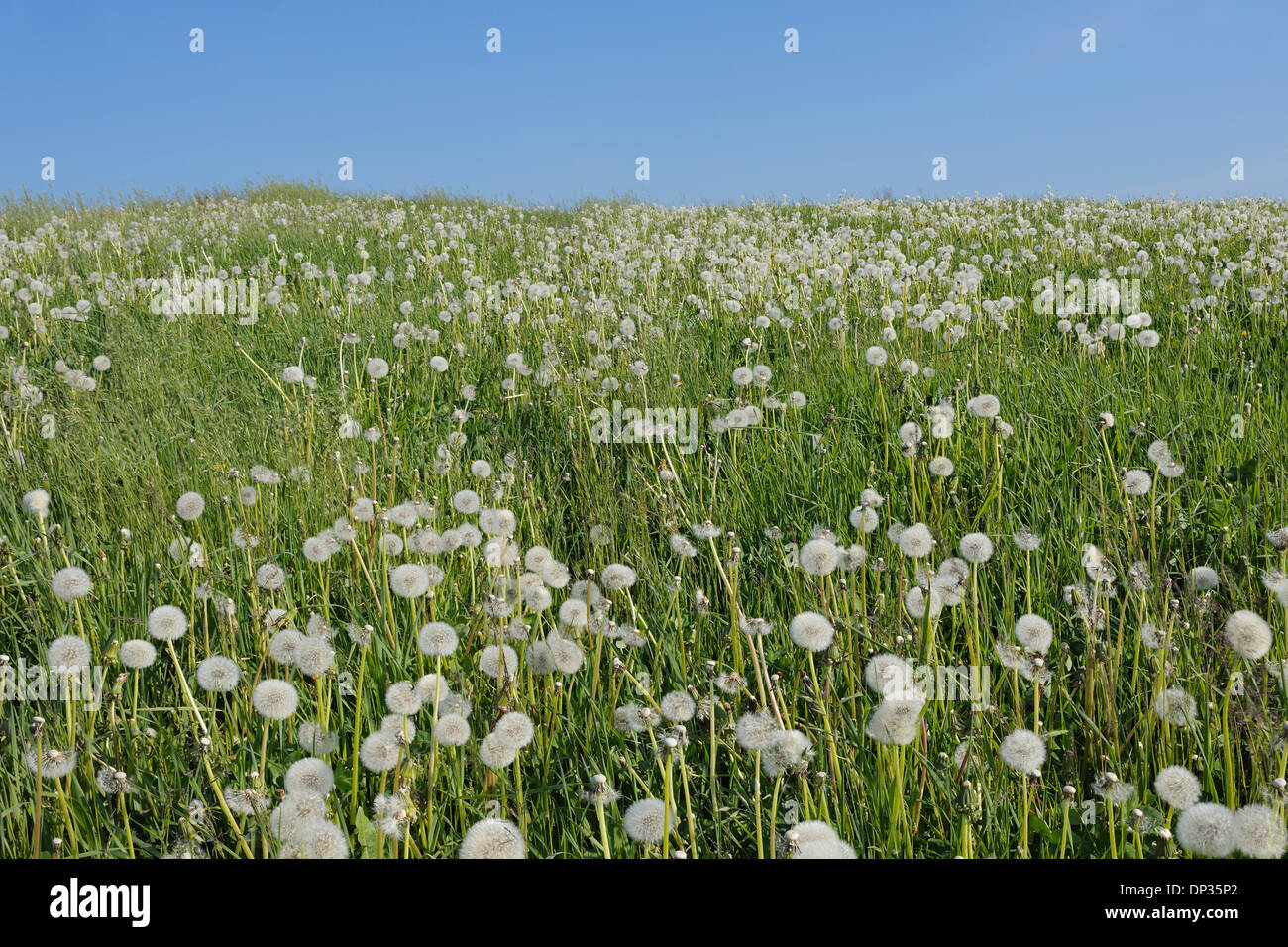 Löwenzahn (Taraxacum Officinale) Uhren in der Wiese, Schweiz Stockfoto