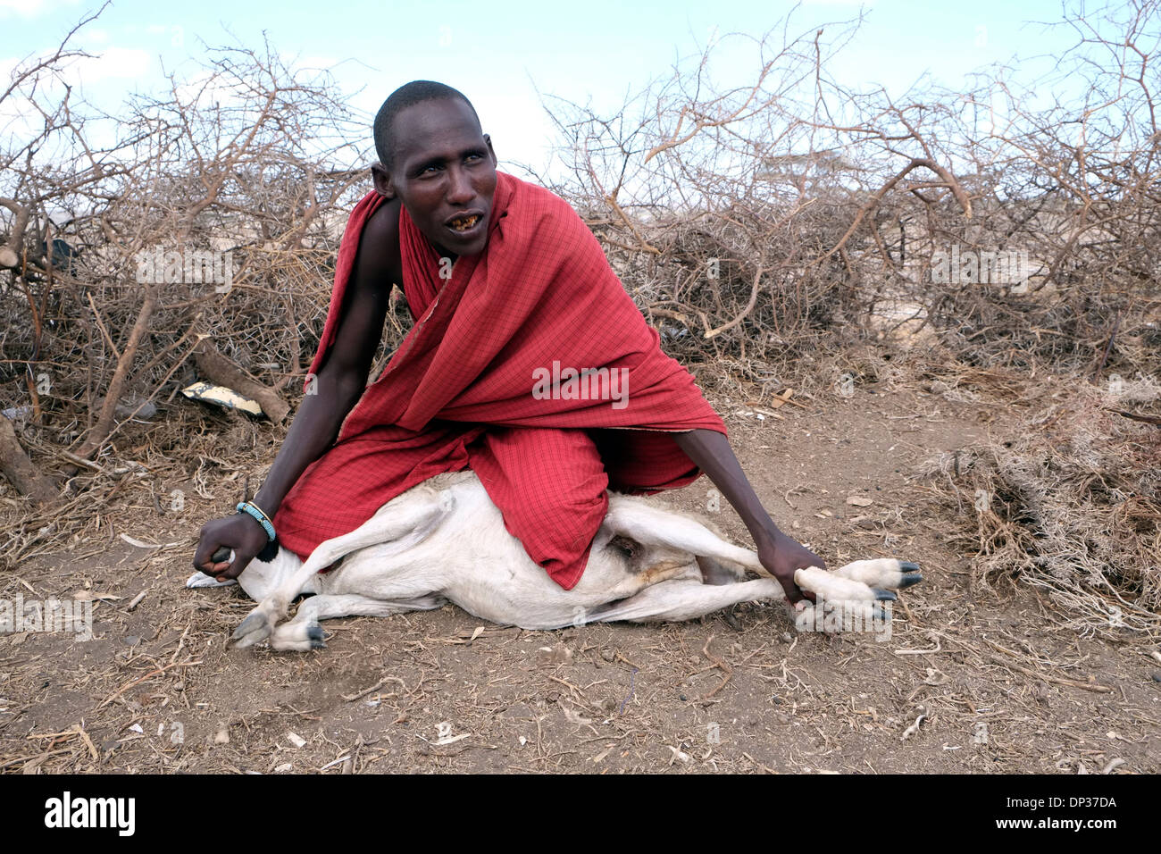 Masai Mann mit einem traditionellen roten shuka Robe erstickt eine Ziege zum Tod durch umklammern Hände über seine Nase und Mund gehalten wie eine herkömmliche Schlachtung Methode, die keinen Verlust von Blut, das ist eines der wichtigsten Lebensmittel in der Masai Diät in der Ngorongoro Conservation Area im Krater im Hochland von Tansania Ostafrika verursachen Stockfoto