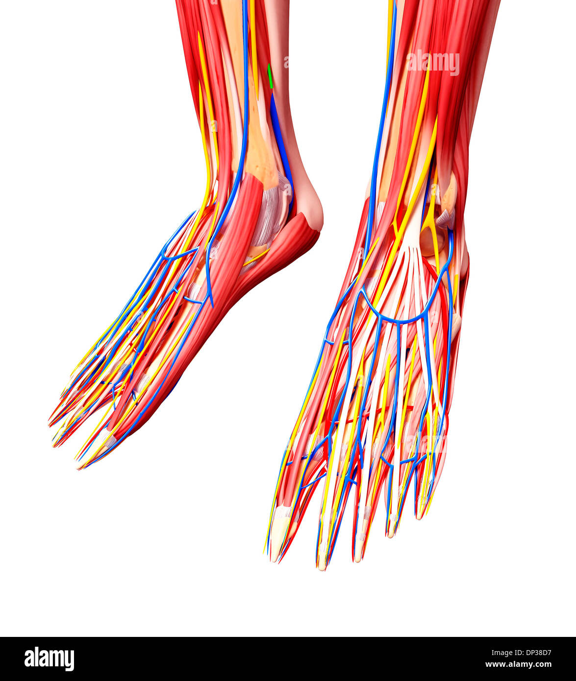 Anatomie des menschlichen Fußes, artwork Stockfotografie - Alamy