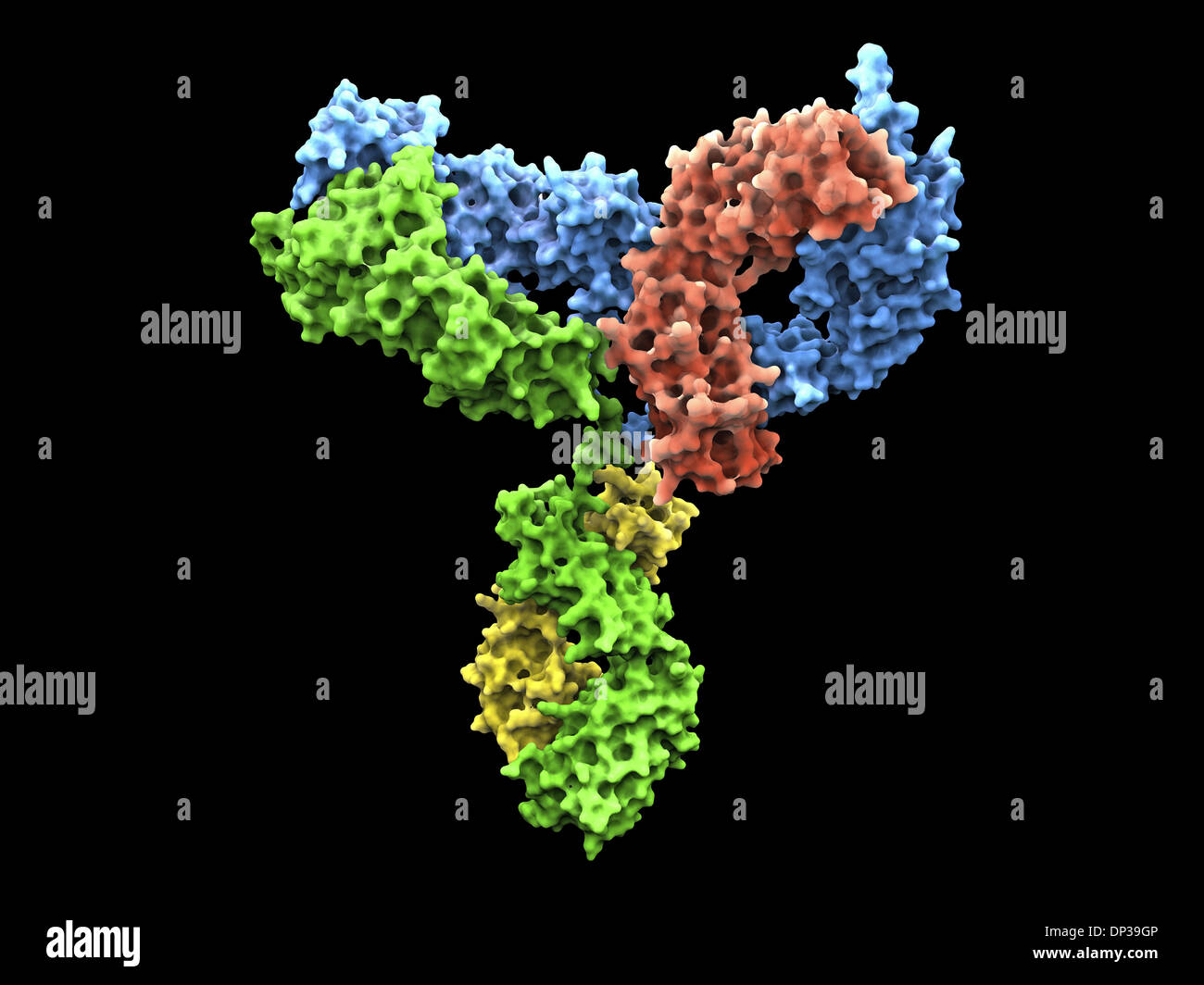 Immunglobulin G-Antikörper-Molekül Stockfoto