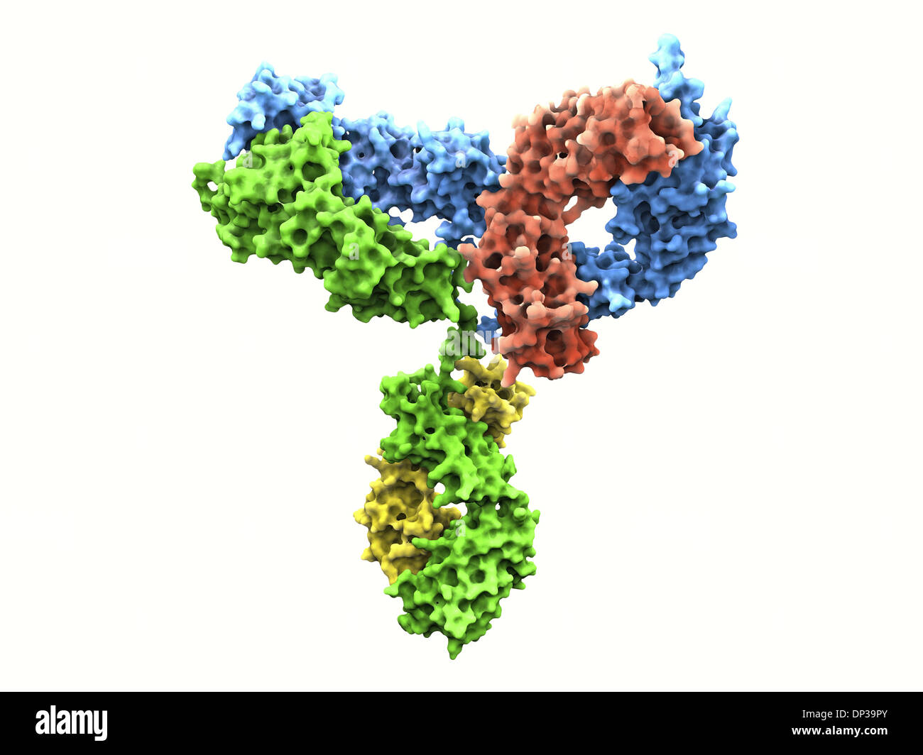 Immunglobulin G-Antikörper-Molekül Stockfoto