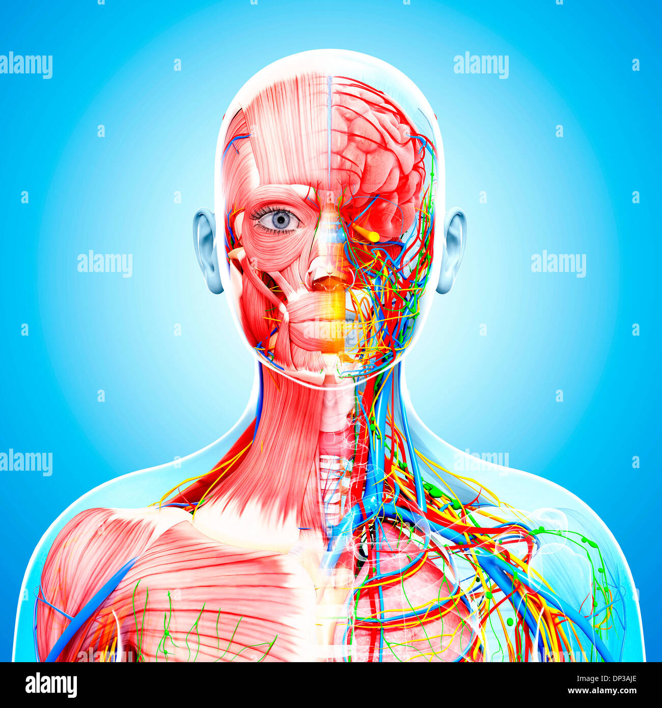 Weibliche Anatomie, artwork Stockfoto