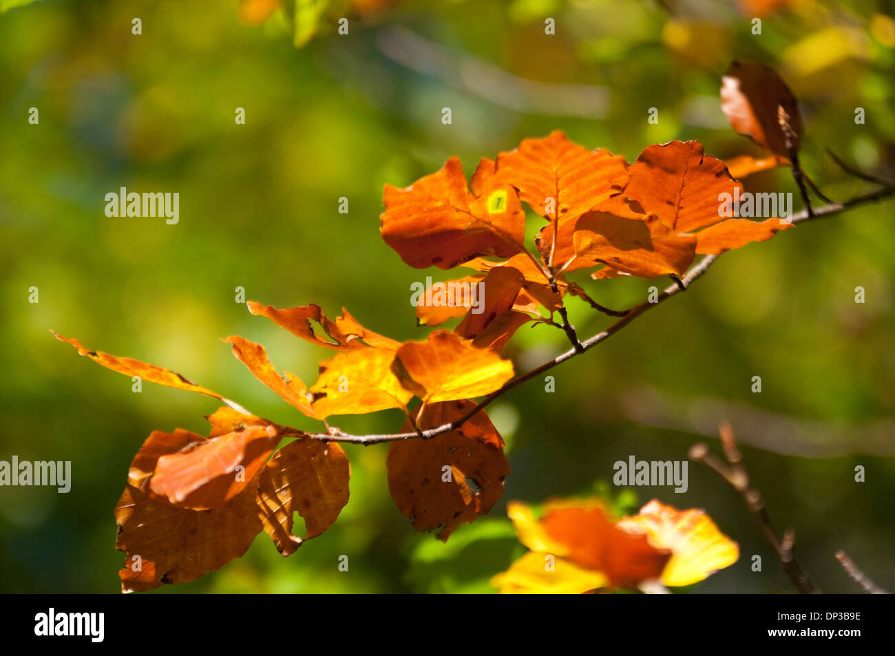 Nahaufnahme von Herbstlaub in Nottinghamshire, England UK Stockfoto