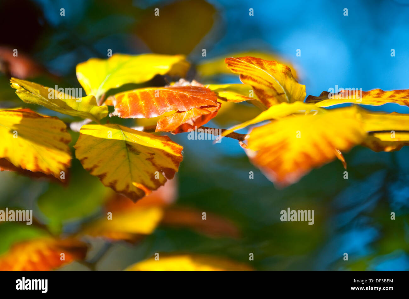 Nahaufnahme von Herbstlaub in Nottinghamshire, England UK Stockfoto