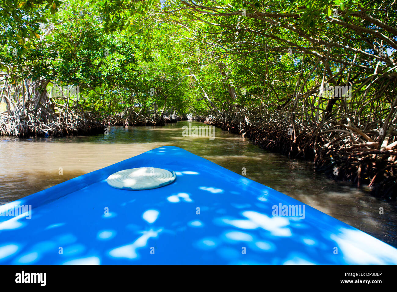 Reisegruppe durchläuft die Mangroven von Roatan in einem traditionellen Boot oder Dory. Stockfoto