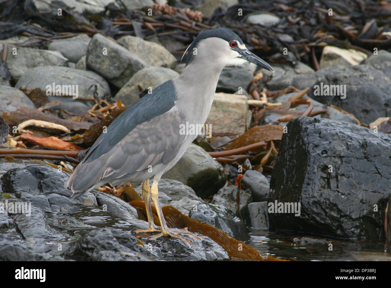 Schwarz-gekrönter Nachtreiher, Ghost Island Bleaker Island, Falkland Stockfoto