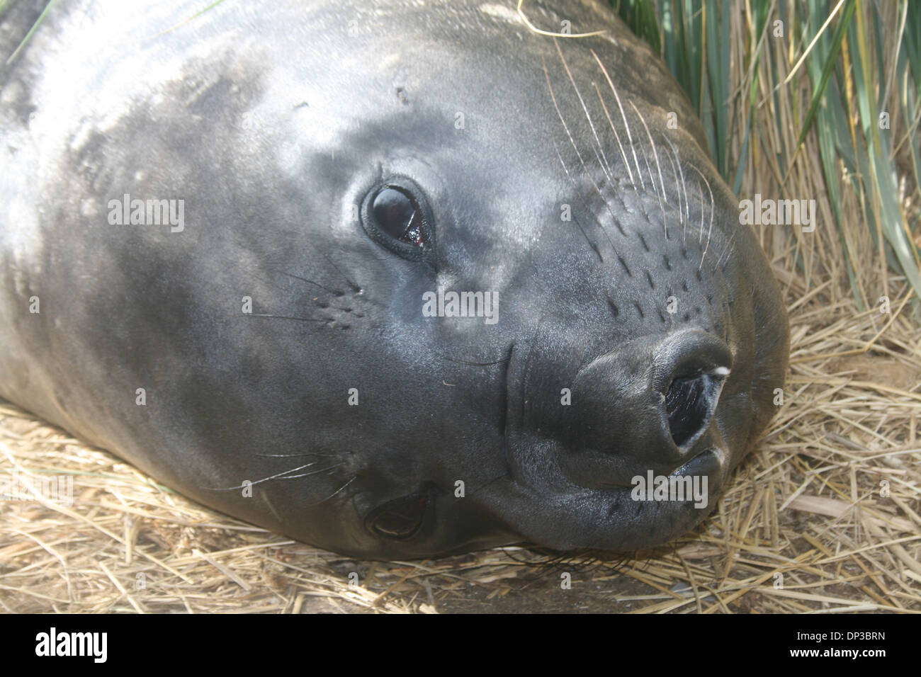 Elefanten zu versiegeln, Sandy Bay Island Bleaker Island, Falkland Stockfoto