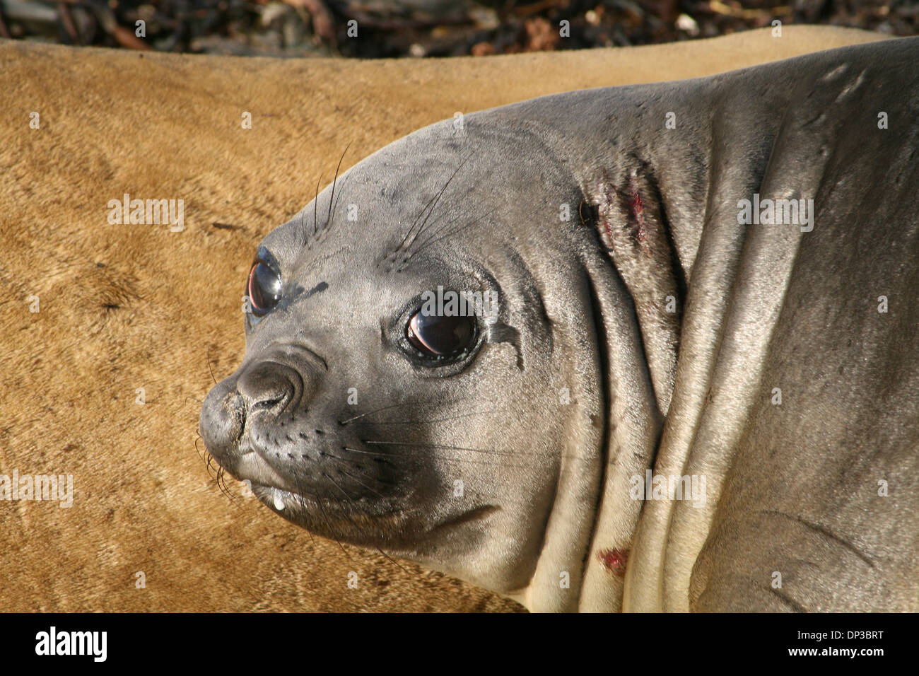 Elefanten zu versiegeln, Sandy Bay Island Bleaker Island, Falkland Stockfoto