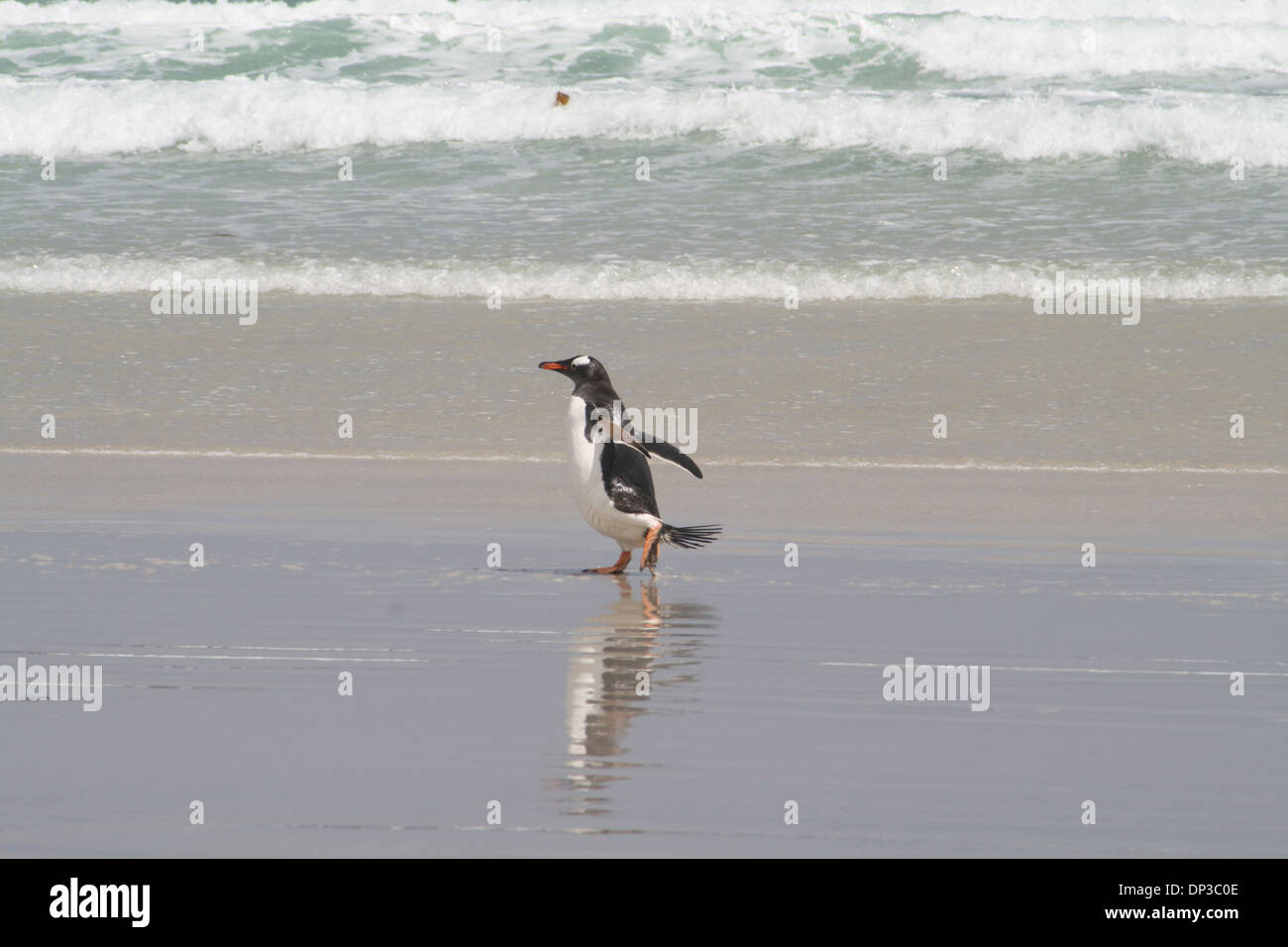 Gentoo Penguin, Dyke Bay, Insel, Kadaver, Falkland Stockfoto