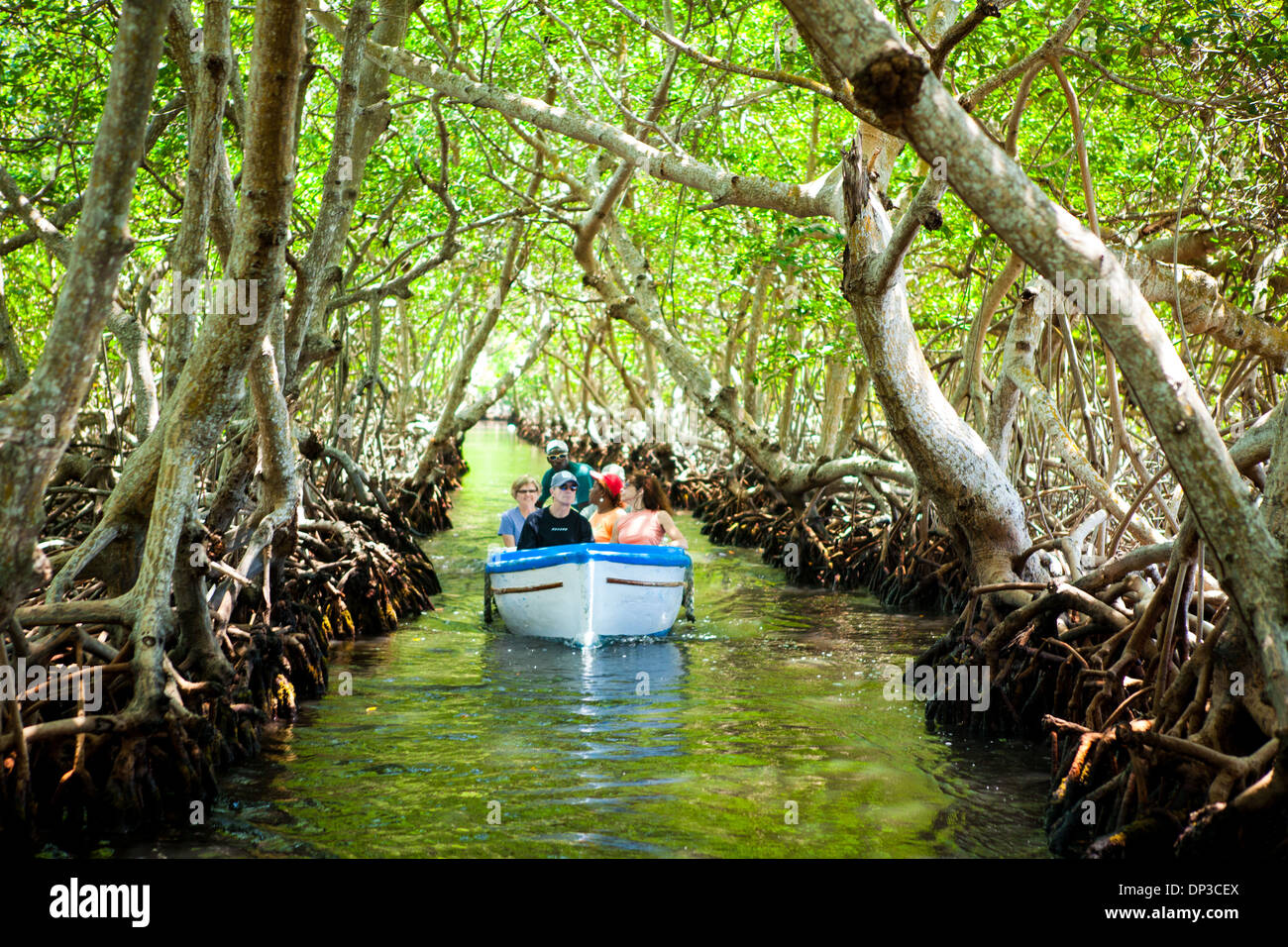 Reisegruppe durchläuft die Mangroven von Roatan in einem traditionellen Boot oder Dory. Stockfoto