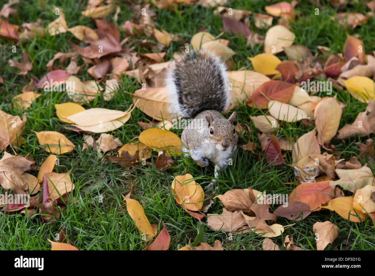 Graue Eichhörnchen im Herbstlaub, USA Stockfoto