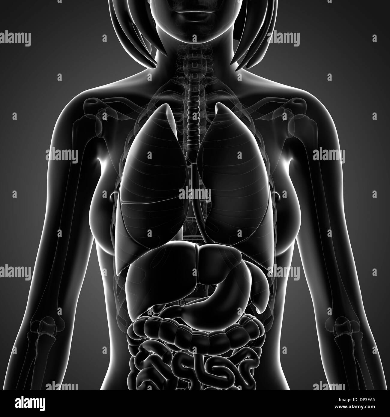 Weibliche Anatomie, artwork Stockfoto