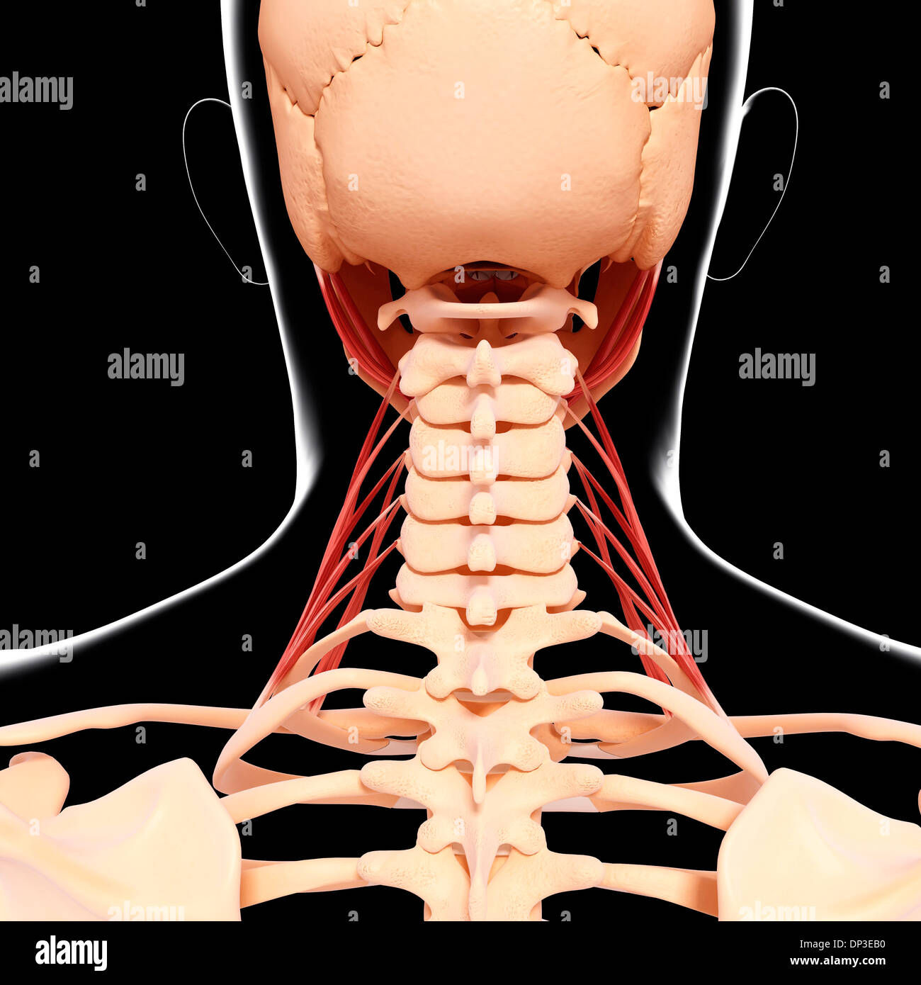 Menschlichen Halsmuskulatur, artwork Stockfoto
