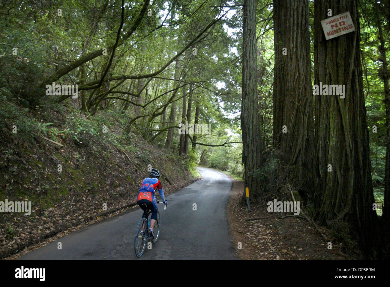 30. Juni 2006; Sonoma County, Kalifornien, USA; Claire House von Occidental macht ihren Weg durch einen Wald von Bäumen, wie sie auf den Ozean auf Coleman Valley Rd. im Sonoma County leitet. Der lange abwechselungsreiche Hill Road führt durch durch offene Felder, Berge, Dichte Wälder und offene Weiden an der Küste und den Highway 1 entlang des Pazifischen Ozeans.  Obligatorische Credit: Foto von Bryan Patrick/Sacr Stockfoto