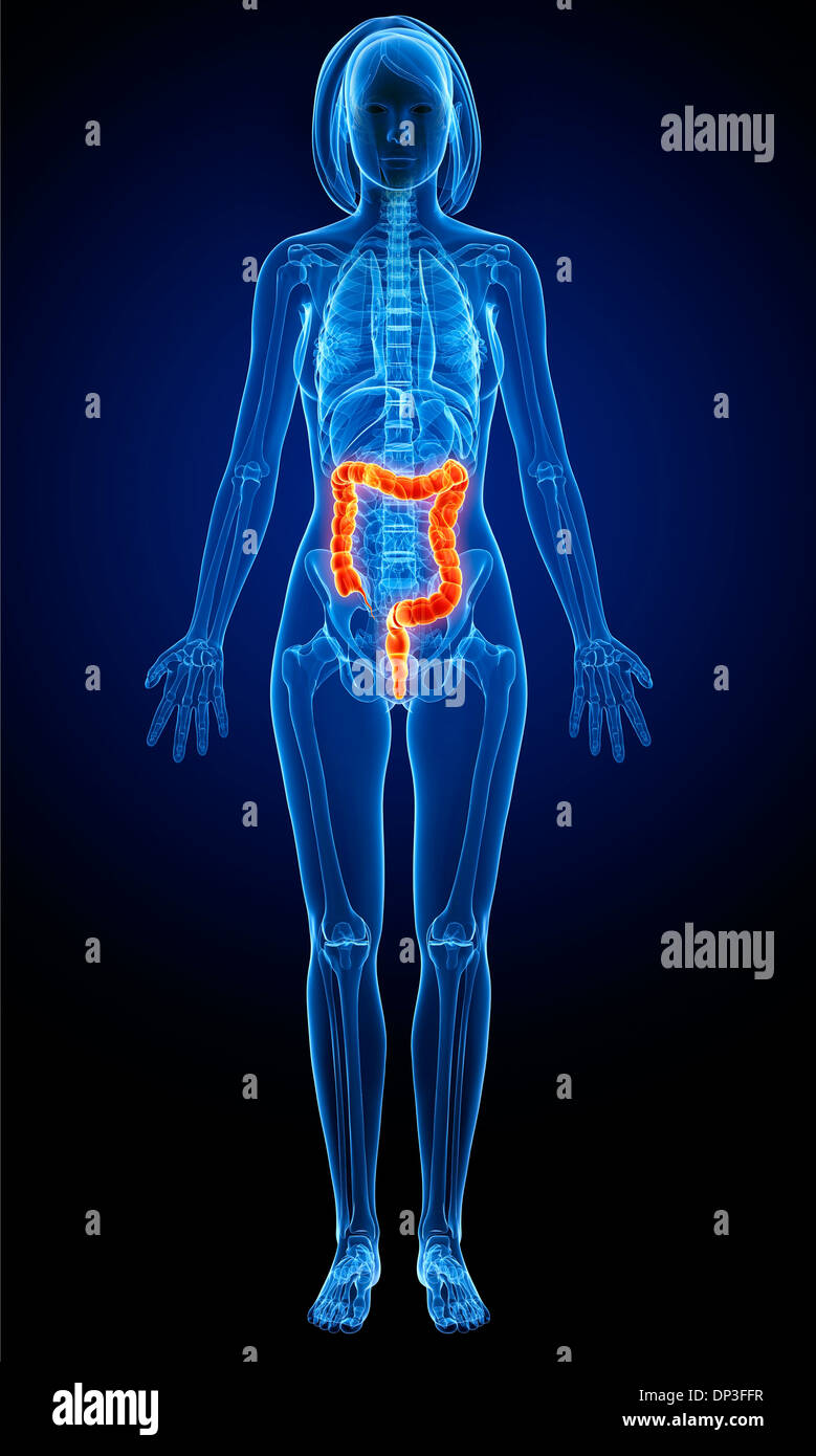 Normal human anatomy appendix colon -Fotos und -Bildmaterial in hoher ...