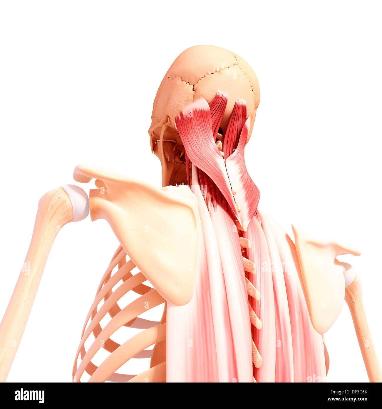 Menschliche Muskulatur, artwork Stockfoto