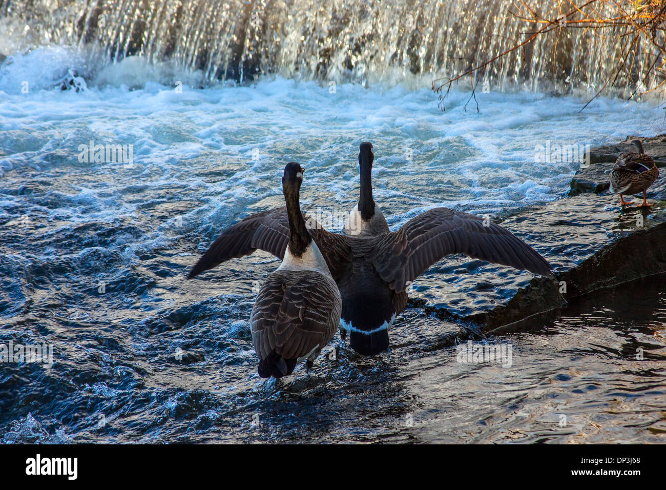 Verbreiten Sie Ihre Flügel, Kanadagänse im Riverside Stockfoto