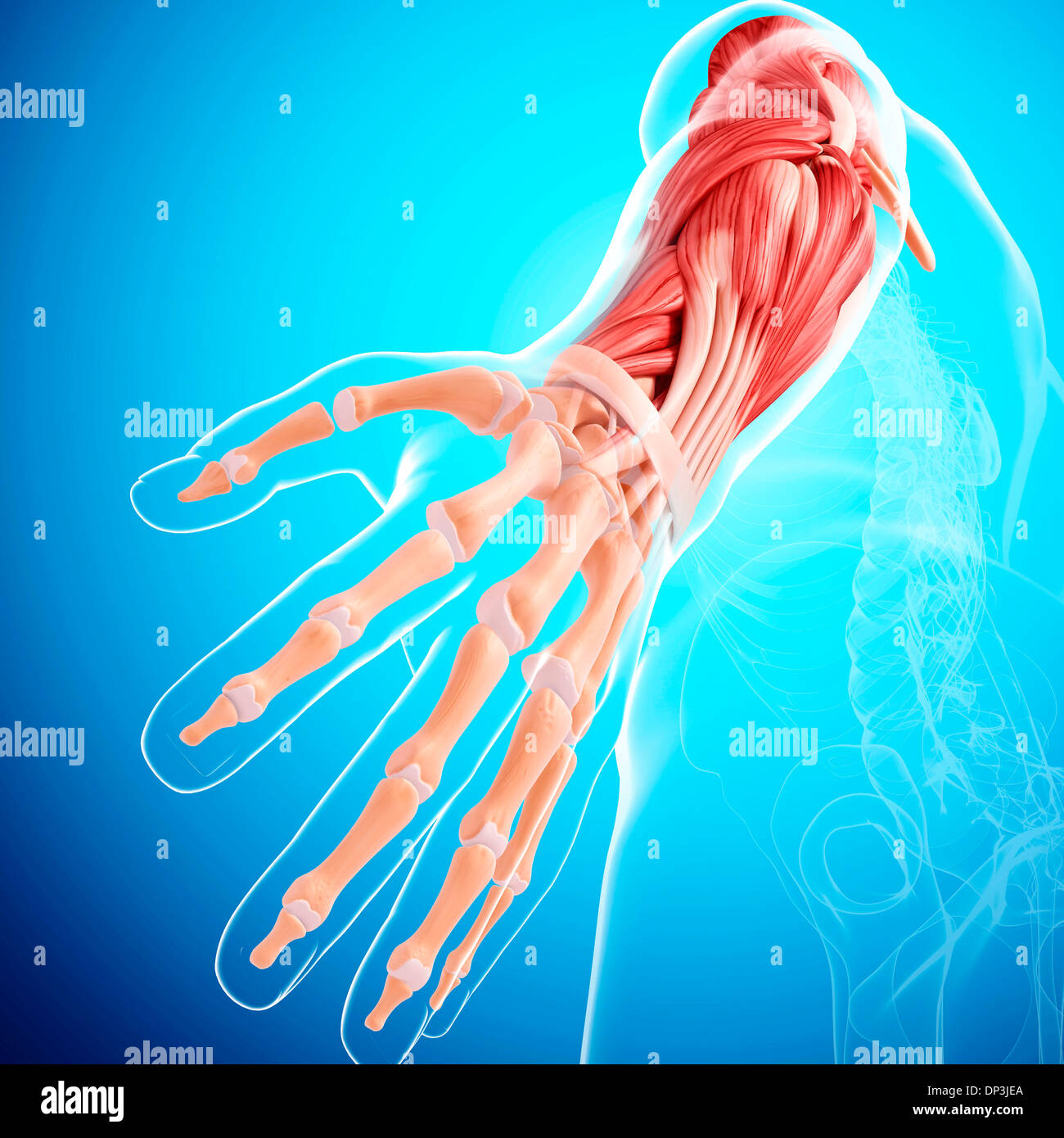 Menschlicher Arm Muskulatur, artwork Stockfoto