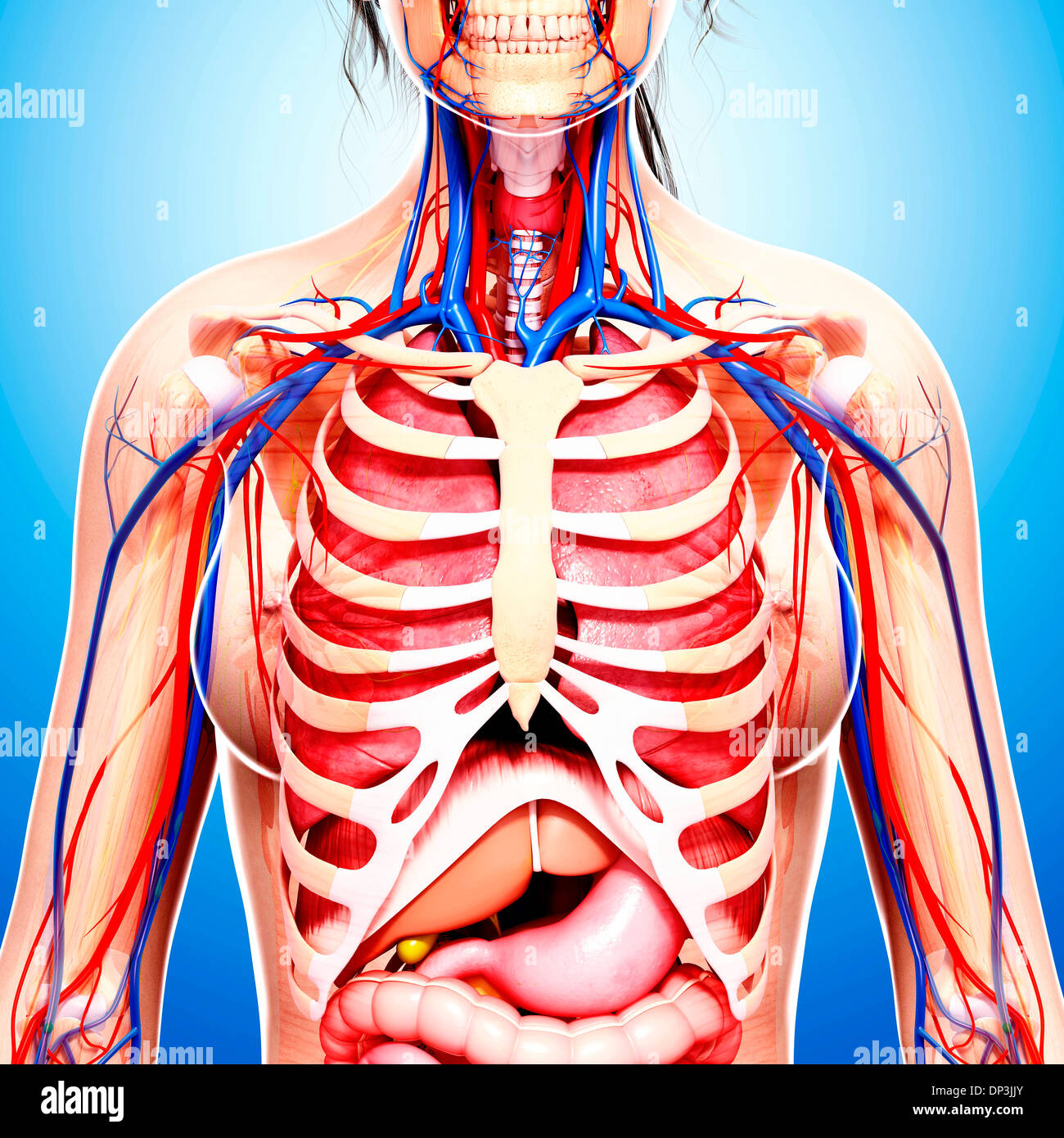 Weibliche Anatomie, artwork Stockfoto