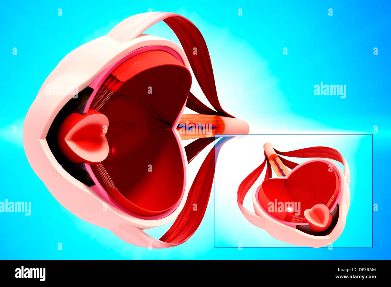 Anatomie des menschlichen Auges, artwork Stockfoto