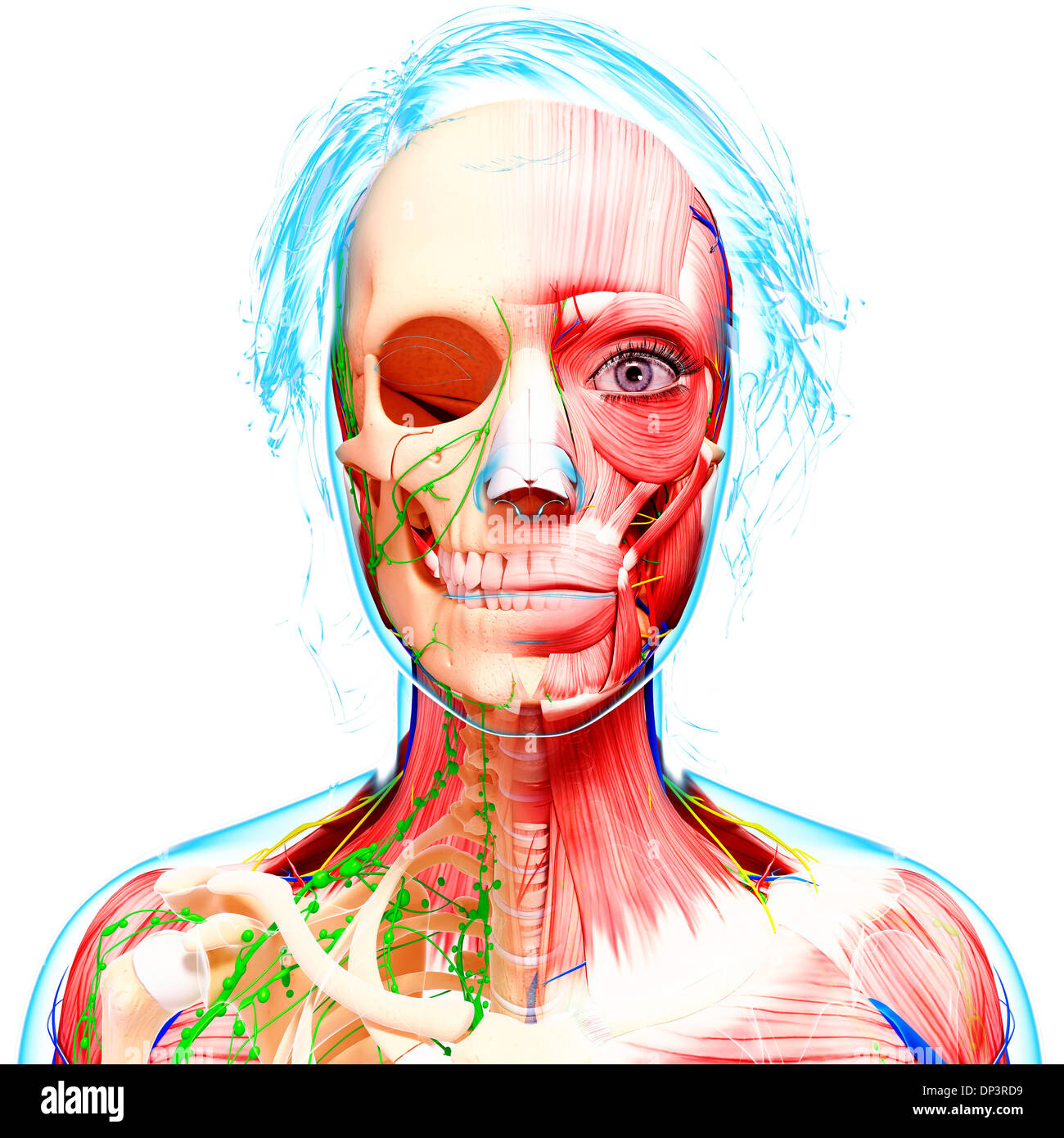 Weibliche Anatomie, artwork Stockfoto