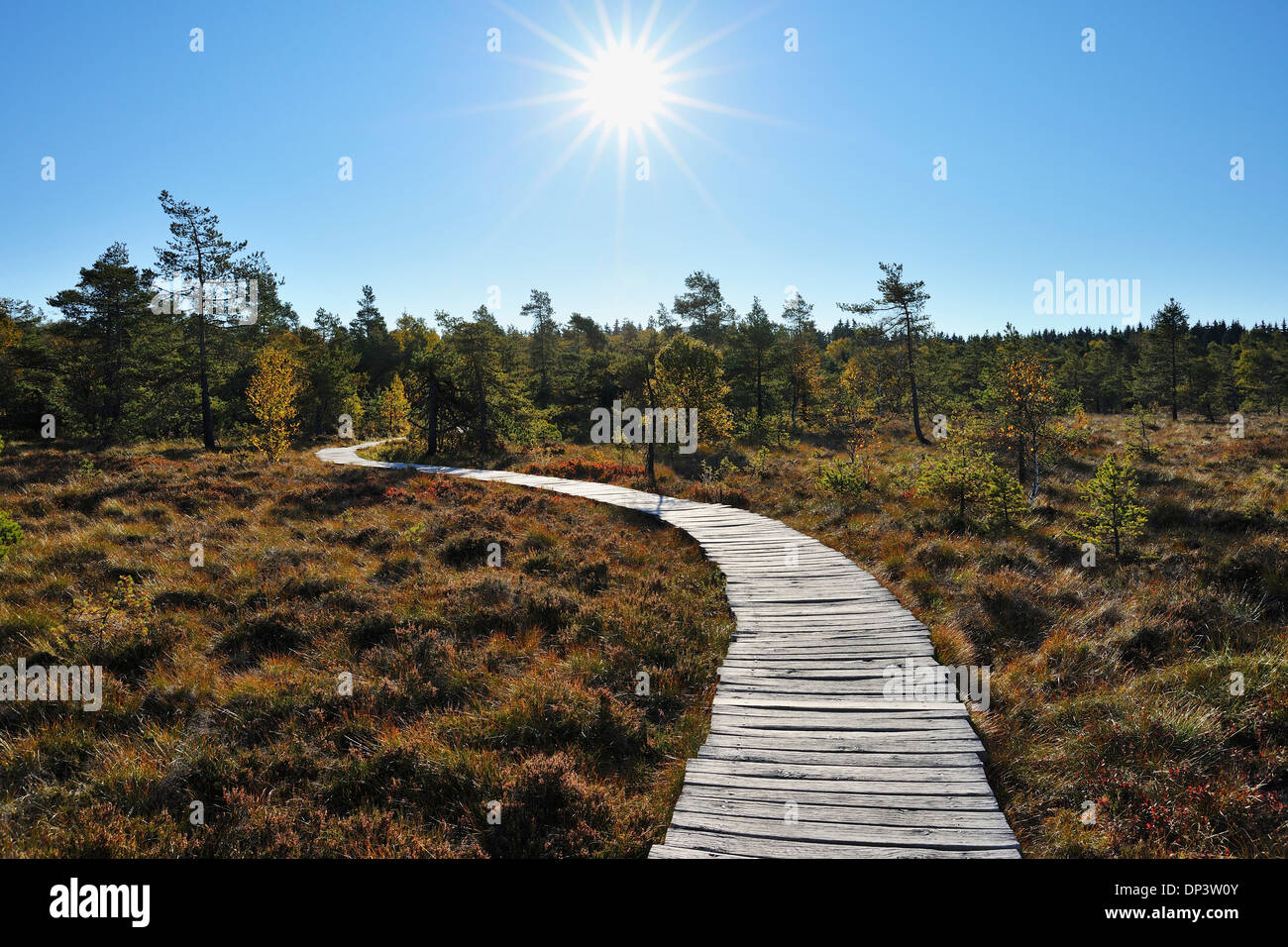 Boardwalk durch Moor mit Sonne im Himmel im Herbst, Schwarzes Moor, Fladungen, Rhön Berge, Bayern, Deutschland Stockfoto