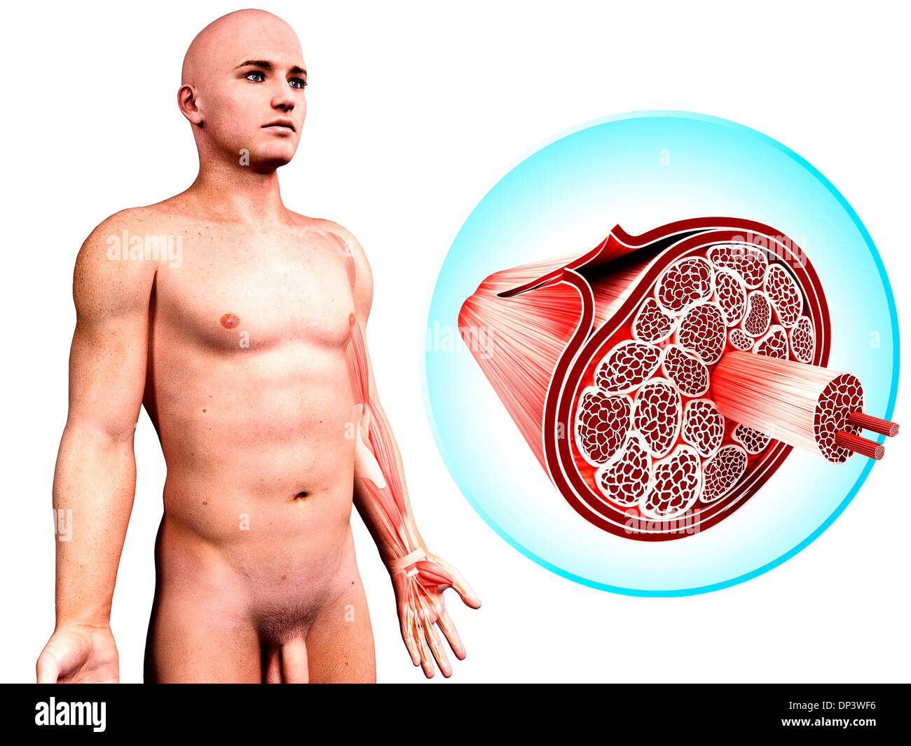 Menschliche Muskulatur, artwork Stockfoto