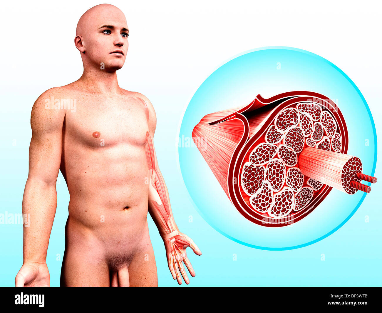 Menschliche Muskulatur, artwork Stockfoto