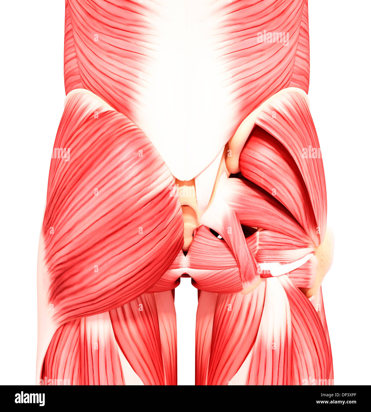 Menschlichen Hüfte Muskulatur, artwork Stockfoto