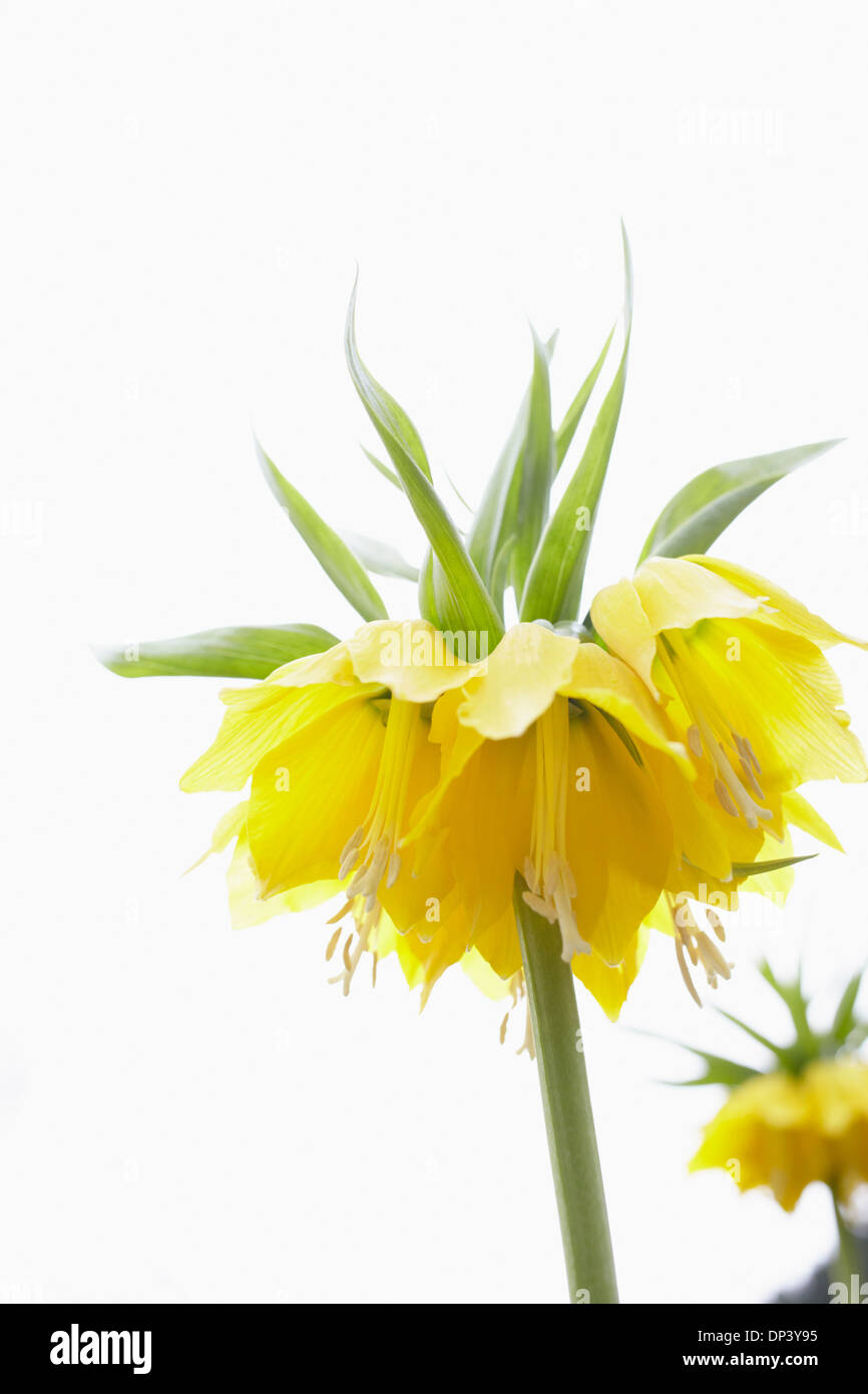 Stillleben mit einer gelben Blume, Deutschland Stockfoto