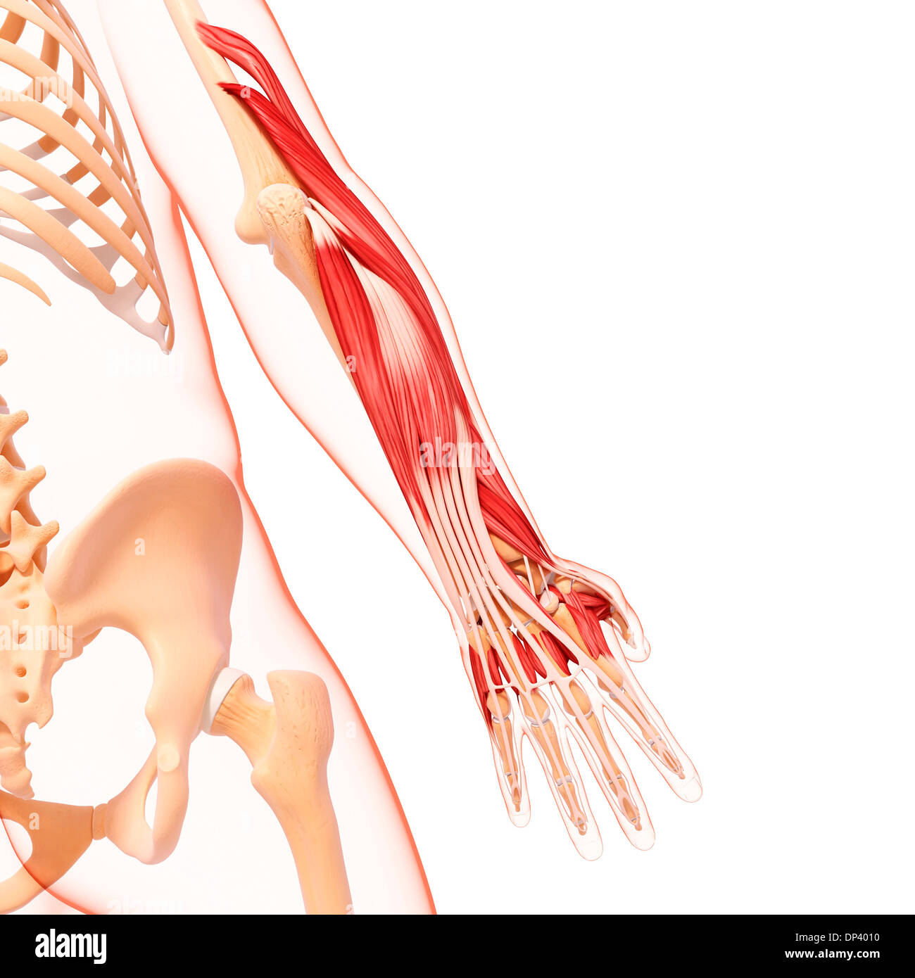 Menschlicher Arm Muskulatur, artwork Stockfoto