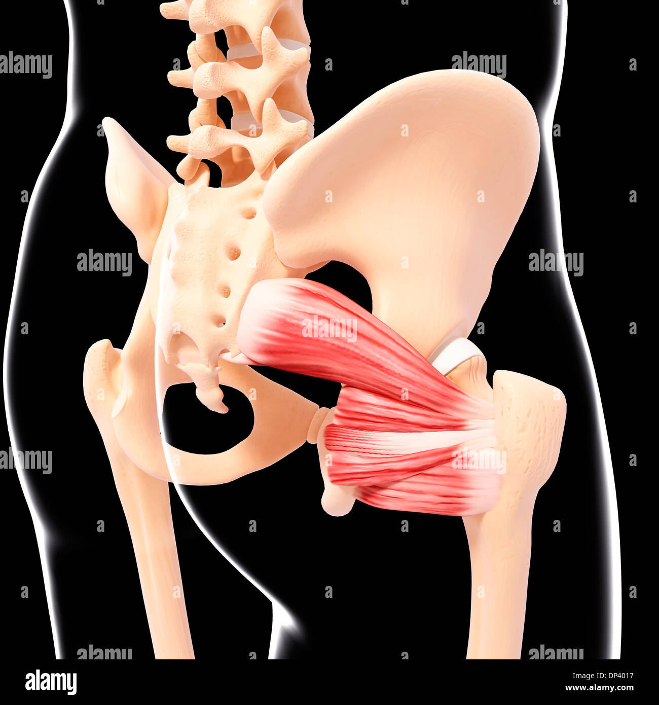 Menschlichen Hüfte Muskulatur, artwork Stockfoto