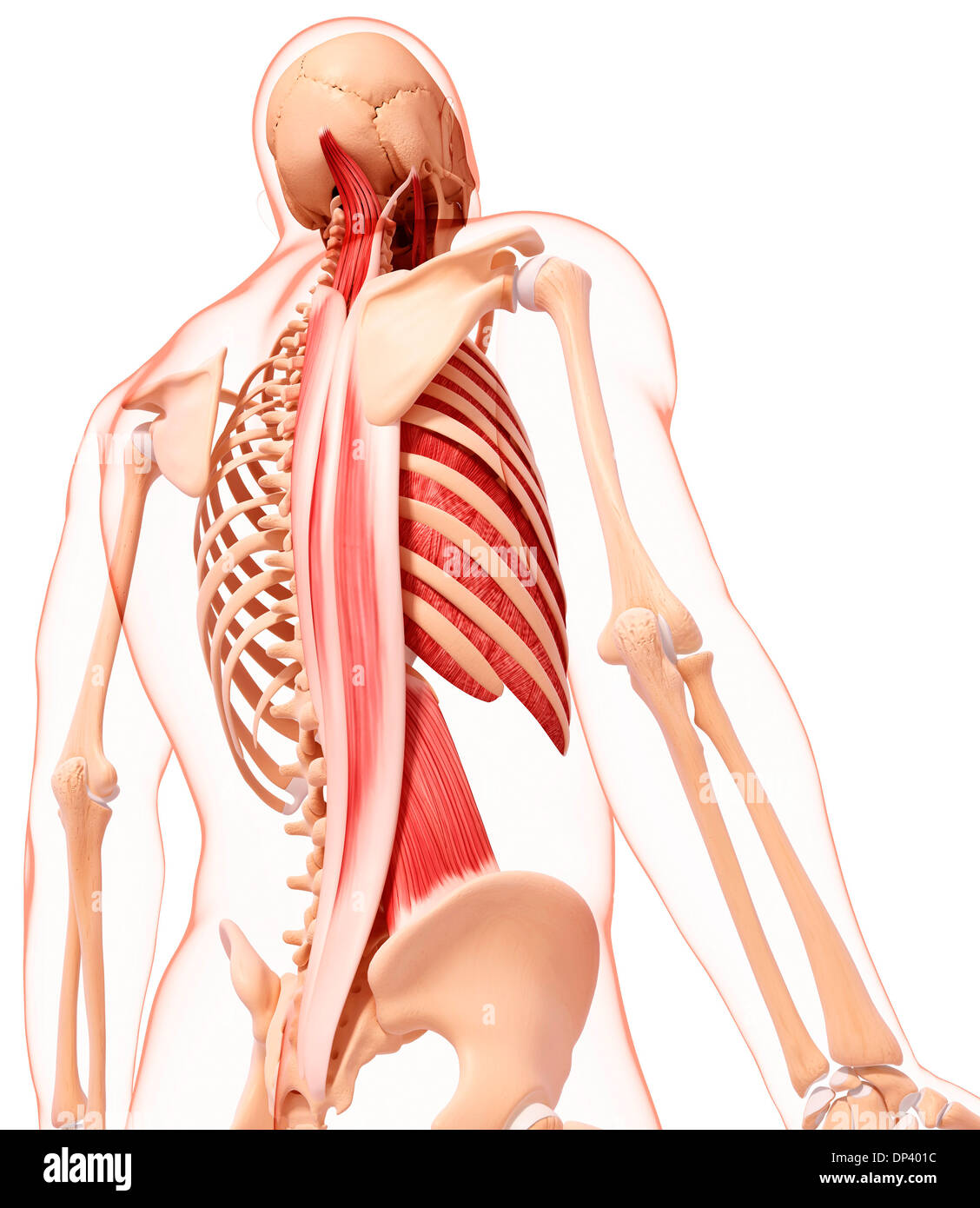 Menschliche Muskulatur, artwork Stockfoto